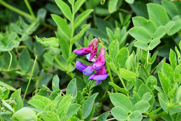 春の海岸のハマエンドウ