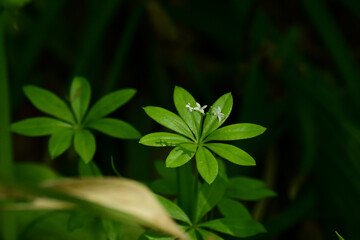 咲き始めのクルマバソウ
