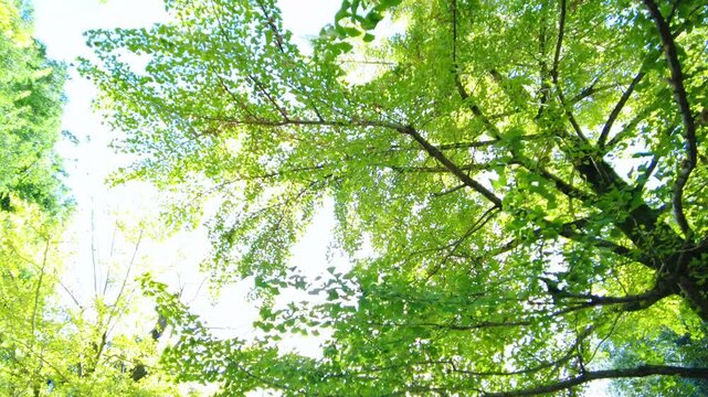 POV, dolly shot of walking on the green ginkgo biloba tree avenue with sunlight. 4K