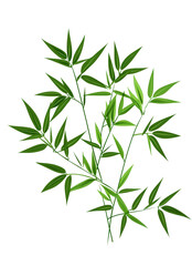 Green bamboo leaves