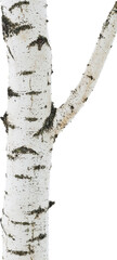 Naklejka premium White birch bark texture