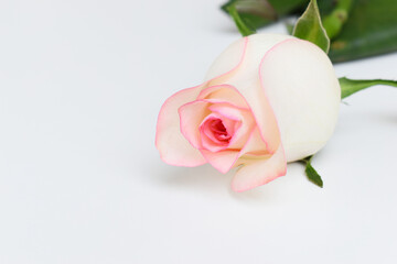 Fototapeta premium beautiful pink rose flower isolated on white background, valentine day
