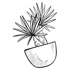 home plants handdrawn illustration