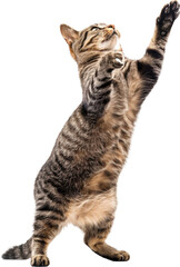 Tabby cat reaching up