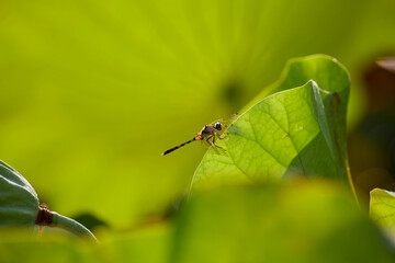 蓮とトンボ