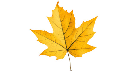 Fototapeta premium A single yellow maple leaf against a white background.