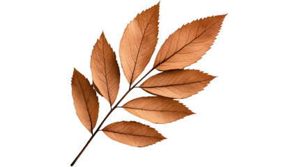 Fototapeta premium A branch with dried leaves on a white background.