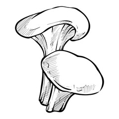 hiratake mushroom handdrawn illustration