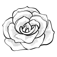 rose handdrawn illustration