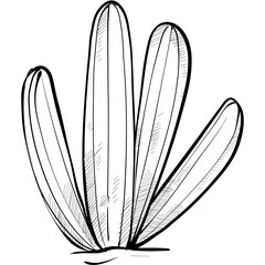 cactus handdrawn illustration