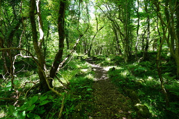 refreshing spring forest in the gleaming sunlight