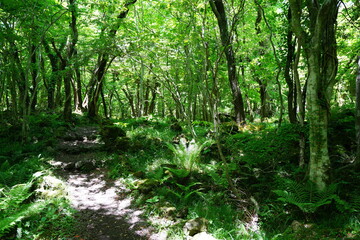 Obraz premium fine spring path and fresh ferns