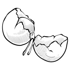eggs handdrawn illustration