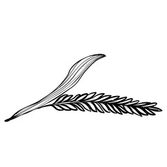 wheat handdrawn illustration