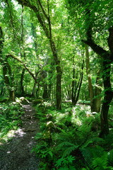refreshing spring forest in the gleaming sunlight