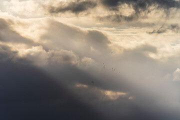 A flock of birds flying in the sun light