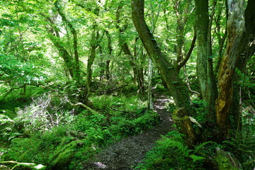 refreshing spring forest in the gleaming sunlight