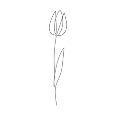 Continuous line drawing of Tulips isolated on transparent background.
