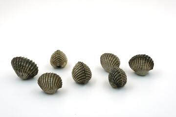 Fresh cockles on white background