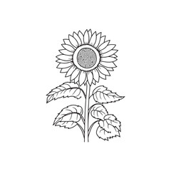 Fototapeta premium Sunflower Coloring Page for Adults