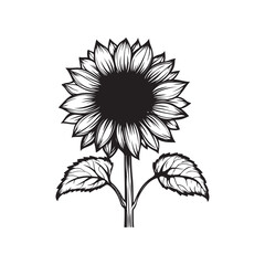 Sunflower flower vector black and white graphics isolated on a white background, linocut, realistic drawing, linear art. single sunflower
