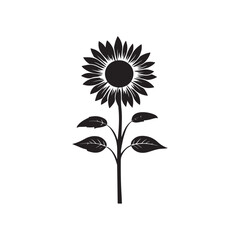 Sunflower flower vector black and white graphics isolated on a white background, linocut, realistic drawing, linear art. single sunflower