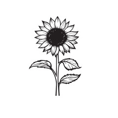 Fototapeta premium Sunflower flower outline illustration coloring book page design, Sunflower flower black and white line art drawing coloring book pages for children and adults