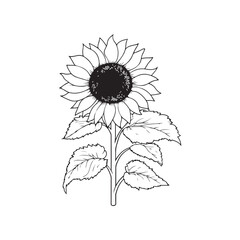 Fototapeta premium Sunflower flower outline illustration coloring book page design, Sunflower flower black and white line art drawing coloring book pages for children and adults