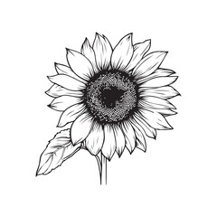 Sunflower flower outline illustration coloring book page design, Sunflower flower black and white line art drawing coloring book pages for children and adults