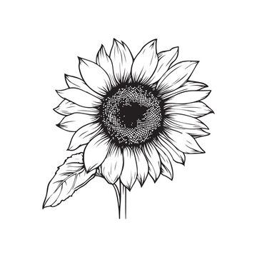 recommend clip art: Sunflower flower outline illustration coloring book page design, Sunflower flower black and white line art drawing coloring book pages for children and adults
