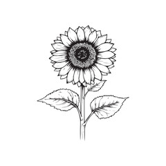 Sunflower flower outline illustration coloring book page design, Sunflower flower black and white line art drawing coloring book pages for children and adults
