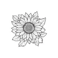 Sunflower flower outline illustration coloring book page design, Sunflower flower black and white line art drawing coloring book pages for children and adults