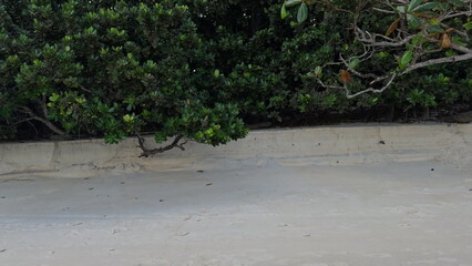 Lush jungle meeting sandy beach in tropical paradise