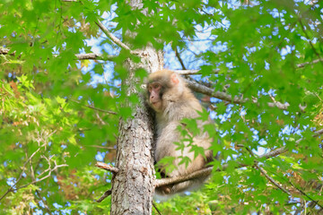 A baby Japanese macaque sitting on a tree branch and looking around
