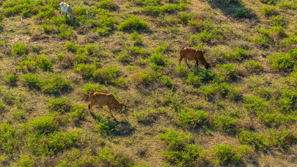 Beef cattle, beautiful cattle in Ninh Thuan, Vietnam eating grass, grazing on pasture. Herd of cows free range beef being regenerative raised on an agricultural farm.