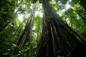 Tall trees with wild vines climbing up their trunks in a dense forest