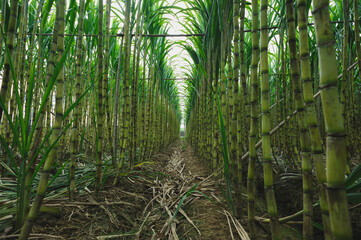 Sugarcane plants grow in field