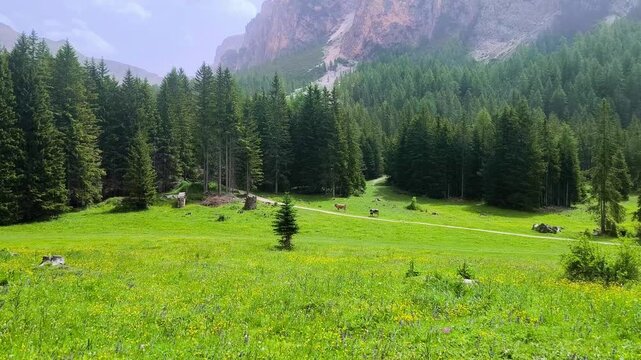 Cattle grazing on lush green grass in a serene rural field, surrounded by nature, Italy.