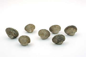 Fresh cockles on white background