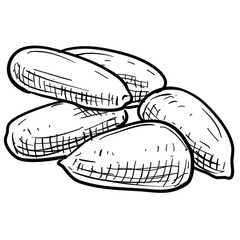 nuts handdrawn illustration