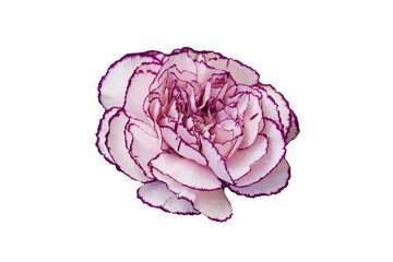 Flowers on the white background