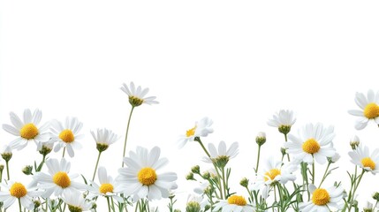 Cheerful border of spring daisies framing edges. Spring daisy frame.