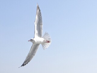 Wings of Freedom: A Seagull in Harmony with the Sea