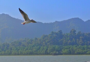 Wings of Freedom: A Seagull in Harmony with the Sea
