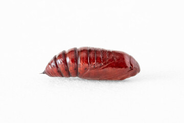 Marcophorography of a brown butterfly chrysalis on a white background