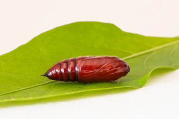 Marcophorography of a brown butterfly chrysalis on a white background