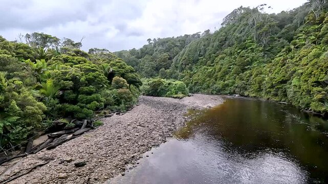Lush Nikau Palm Forest: Kohaihai Nikau Walk and Scenic Landscapes of Karamea in Kahurangi National Park, New Zealand
