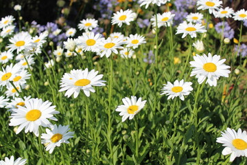 Fototapeta premium field of daisies