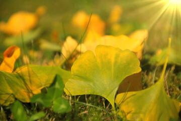 ginkgoblätter auf der wiese naturheilkunde