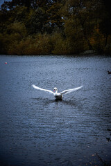 Graceful swans gliding across a calm, peaceful lake, their reflections shimmering on the water. A perfect moment of serenity in nature.